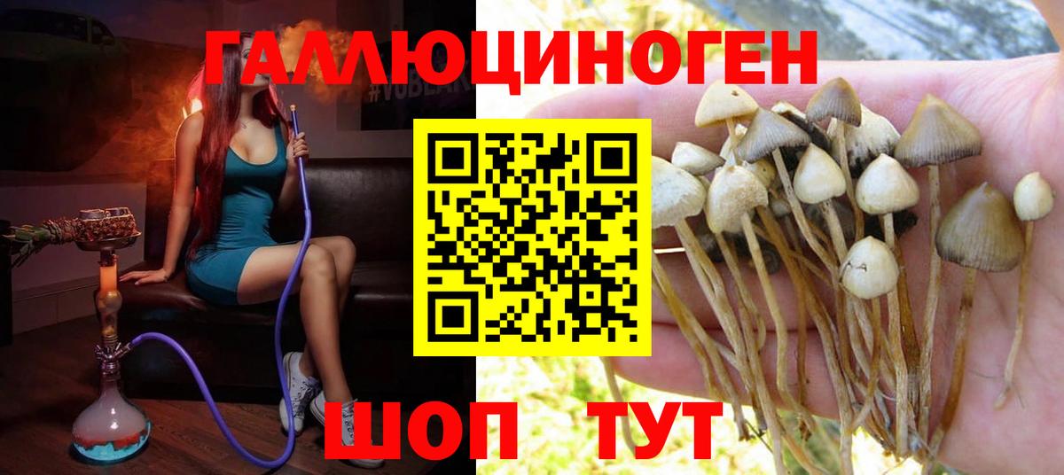 Альметьевск  закладка  Вход с VPN  Псилоцибиновые грибы Cubensis 